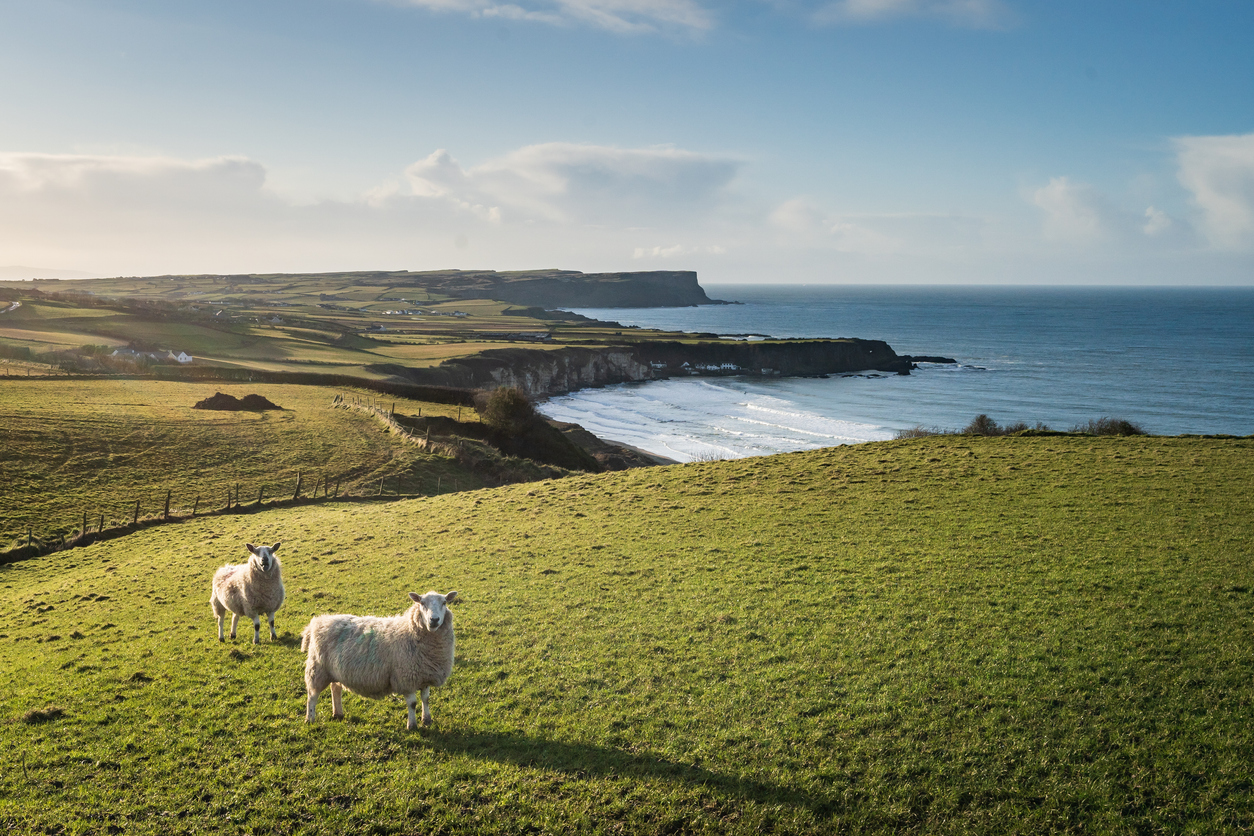 Rolling green landscape along the Irish coast
